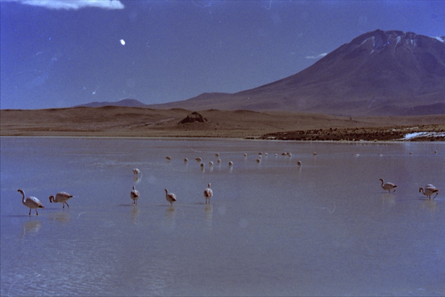 Flamingos wading in a shallow laguna below a volcano