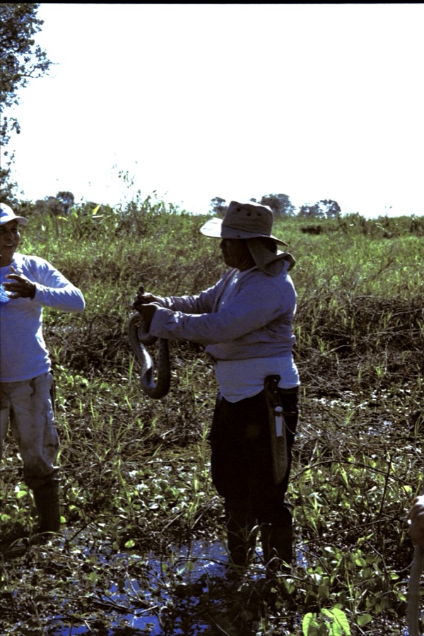 A guide in a wide-brimmed hat holding up a snake in flooded grassland, sky burnt out white