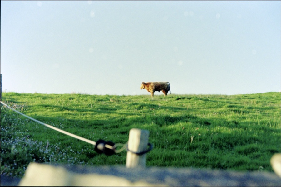A single cow standing on a green ridge behind a fence post and wire