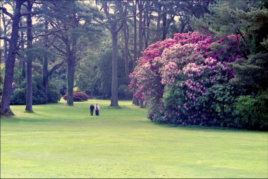 Two walkers crossing parkland beside rhododendrons in full pink bloom