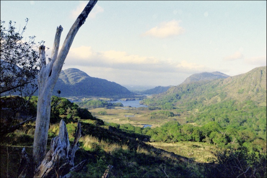 A bleached dead tree framing a view over lakes and wooded mountains
