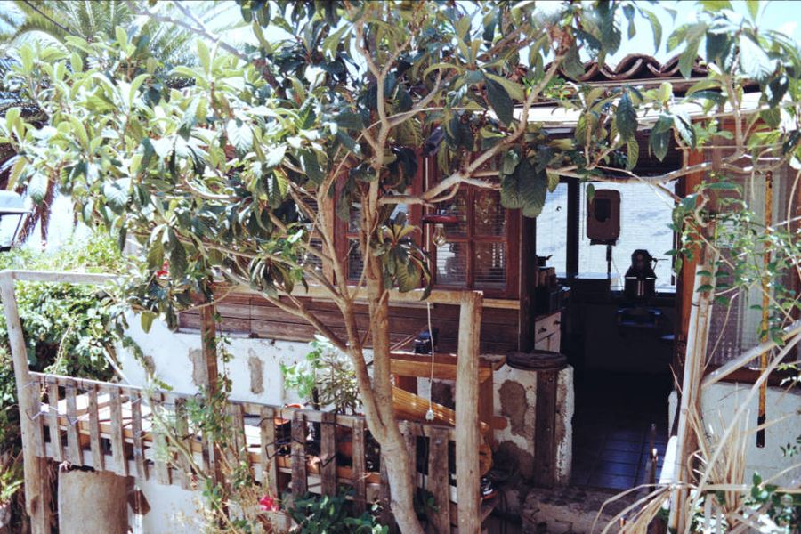 A house terrace framed by a loquat tree