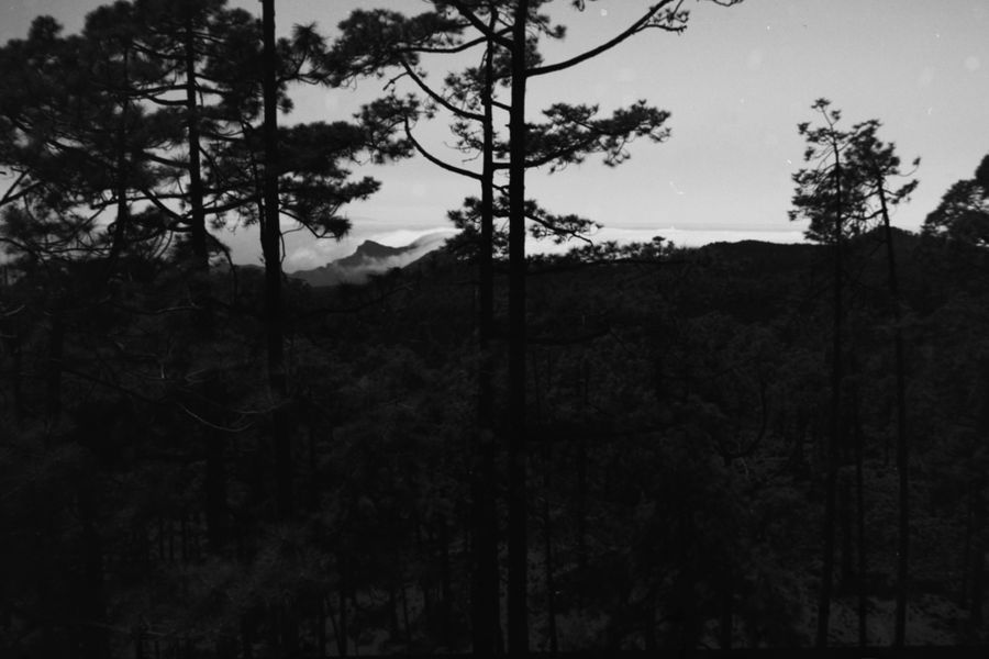 Backlit pine trees on a ridge