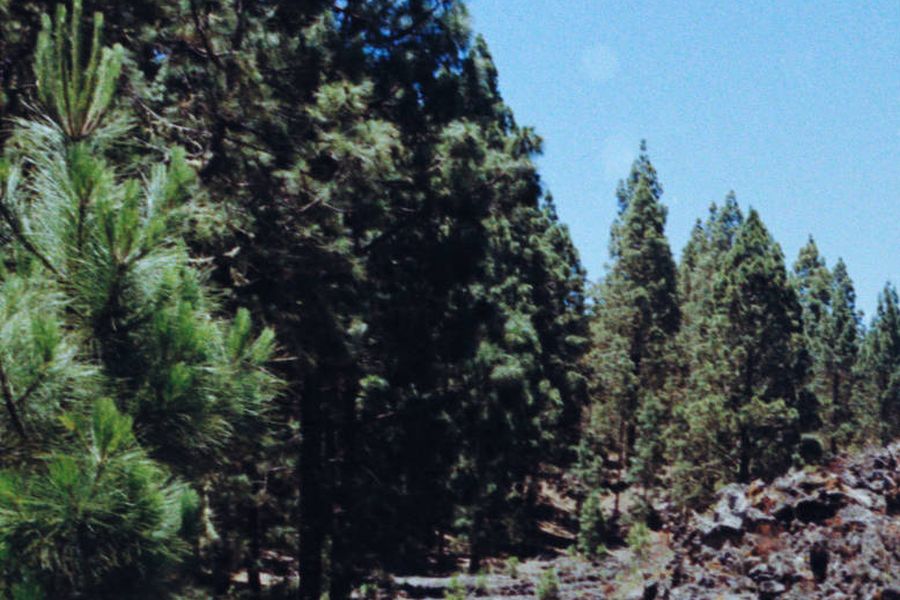 Canary pine forest on volcanic ground