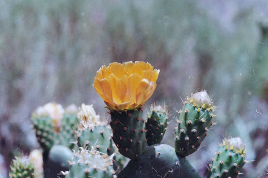A yellow prickly pear blossom in close-up