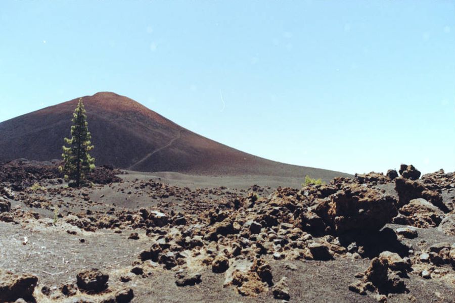 A lone pine in front of a black volcanic cone